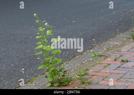 La senape all'aglio, l'aglio dell'orlo, Jack-by-the-Hedge (Alliaria petiolata), cresce in un vuoto di pavimentazione, in Germania Foto Stock