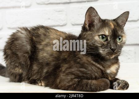 ritratto di carino gatto domestico tortoiseshell con gli occhi gialli che guardano via su sfondo bianco. Foto Stock