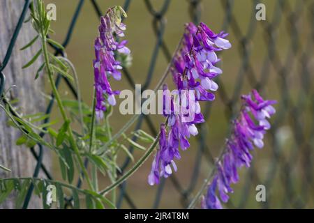 Vetch invernale, vetch scosceso (Vicia villosa), infiorescenze a una recinzione, Germania Foto Stock