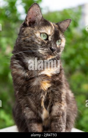 ritratto di carino gatto domestico tortoiseshell con gli occhi gialli che guardano lontano. foto esterna. Foto Stock