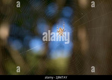 Croce orbweaver, giardino europeo spider, cross spider (Araneus diadematus), in agguato nel suo web, Germania Foto Stock