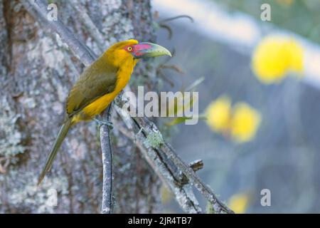 Zafferano toucanet (Pteroglossus bailloni, Baillonius bailloni), arroccato su un ramo, Brasile, Mata Atlantica, Parco Nazionale Itatiaia Foto Stock