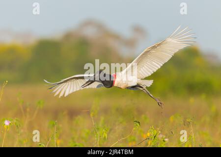 Jaribu (Jabiru mycteria), in volo, Brasile, Pantanal Foto Stock