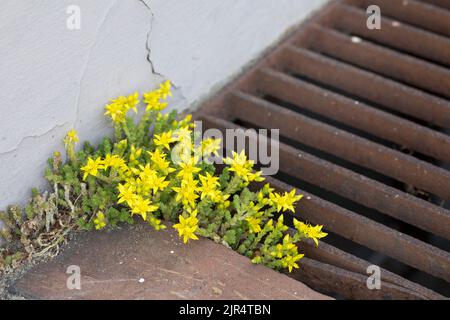 Stonecrop comune, stonecrop morente, stonecrop mossy, pepe da parete, muschio d'oro (Sedum acro), Cresce in un gap di pavimentazione, Germania Foto Stock