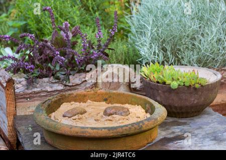 Piatto con argilla umida nel giardino come opportunità per uccelli e insetti di trovare materiale di nidificazione, Germania Foto Stock