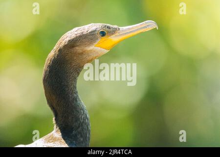 Cormorano neotropico (Nannopterum brasilianus, Phalacrocorax brasilianus, Phalacrocorax olivaceus), ritratto, Brasile, Pantanal Foto Stock