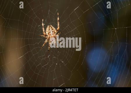 Croce orbweaver, giardino europeo spider, cross spider (Araneus diadematus), in agguato nel suo web, Germania Foto Stock