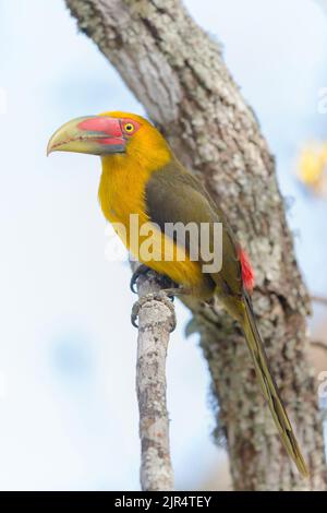 Zafferano toucanet (Pteroglossus bailloni, Baillonius bailloni), arroccato su un ramo, Brasile, Mata Atlantica, Parco Nazionale Itatiaia Foto Stock