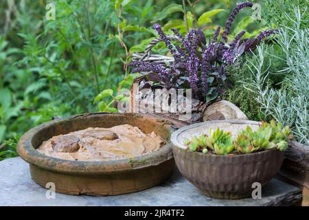 Piatto con argilla umida nel giardino come opportunità per uccelli e insetti di trovare materiale di nidificazione, Germania Foto Stock