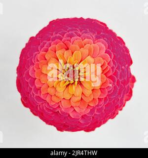 Zinnia, giovani e anziani, Zinnia comune (Zinnia elegans), infiorescenza, taglio Foto Stock