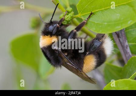 Bomble BUFF-coda (Bombus terrestris ssp. Dalmatinus), femmina siede su un gambo, Croazia Foto Stock