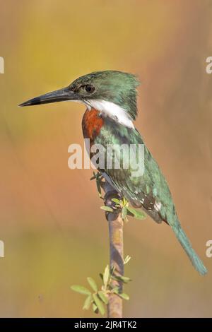 Martin pescatore verde (Chloroceryle americana), maschio arroccato su un ramo, Brasile, Pantanal Foto Stock