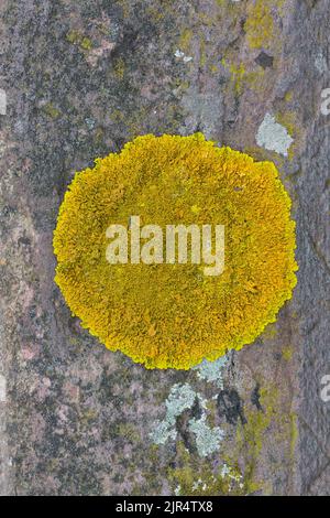 Arancio Lichen (Xanthoria cf calcicola), cresce su un muro, Germania Foto Stock