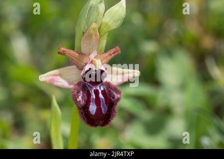 Orchidea nera (Ophrys incubacea, Ophrys atrata, Ophrys sphegodes subsp. Atrata, Ophrys aranifera var. Atrata), fiore, Croazia, Istria Foto Stock