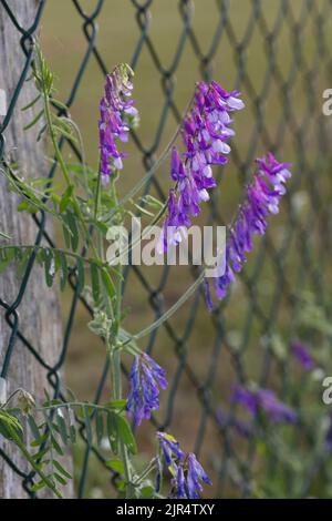 Vetch invernale, vetch scosceso (Vicia villosa), infiorescenze a una recinzione, Germania Foto Stock