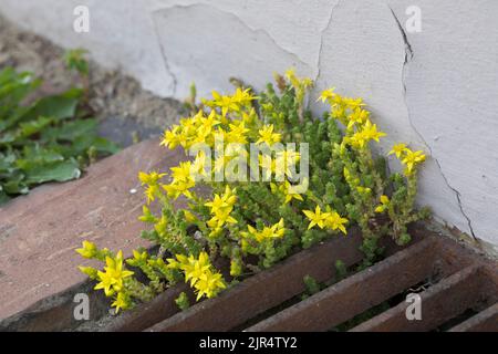 Stonecrop comune, stonecrop morente, stonecrop mossy, pepe da parete, muschio d'oro (Sedum acro), Cresce in un gap di pavimentazione, Germania Foto Stock