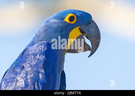 Iacinto Macaw, Iacintino Macaw (Anodorhynchus hyacinthinus), ritratto, Brasile, Pantanal Foto Stock
