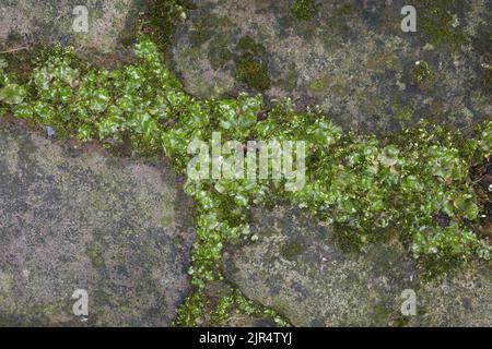 Liverwort a tazza di mezzaluna (Lunularia crociata), cresce nel vuoto di un muro, in Germania Foto Stock