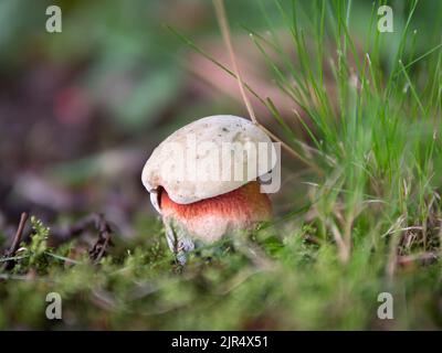 Primo piano di un giovane fungo bolete di Satana (Rubromoletus satanas) Foto Stock