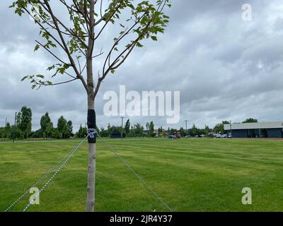 Garter di alberi giovani. Rinforzando un albero giovane con corde. Garter un albero giovane con spago per proteggere contro lo sradicamento. Ecologia, foresta, piano urbano Foto Stock