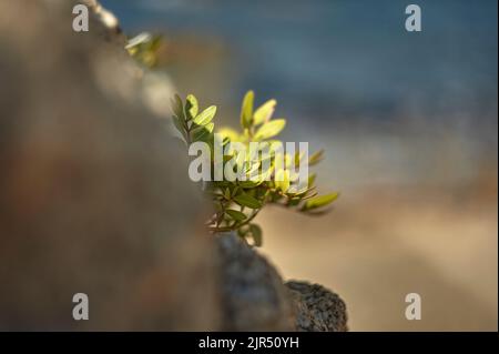 Foglie di un piccolo arbusto che appare crescente tra le rocce con lo sfondo sfocato. Foto Stock