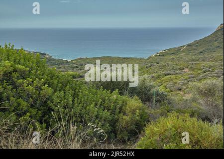 Arbusti e vegetazione tipica della macchia mediterranea della costa sud della Sardegna in Italia. Foto Stock