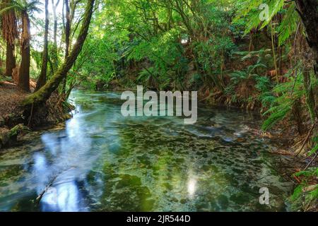 Le acque cristalline di Hamurana Springs, appena a nord del lago Rotorua, Nuova Zelanda, scorrono attraverso la foresta nativa Foto Stock