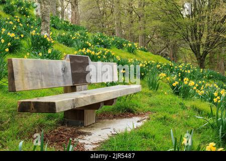 Panchina del parco in un bosco, circondata da bellissime narcisi gialle Foto Stock
