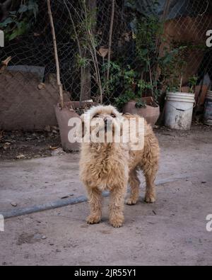 Un colpo verticale di un cane marrone peloso che guarda in alto Foto Stock