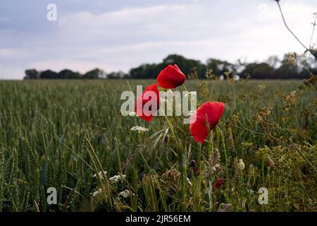 Fuoco selettivo sul fiore del papavero, fiori del papavero selvatico in prato estivo Foto Stock