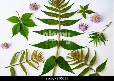 Fondo ornamentale della pianta. Foglia verde (il superriduttore di Parthenocissus a sinistra, alithus altissima al centro e in basso), fiore viola di corvi di knautia Foto Stock