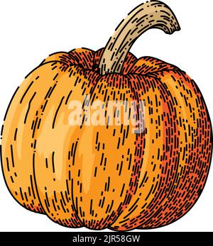zucca arancione schizzo disegnato a mano vettore Illustrazione Vettoriale