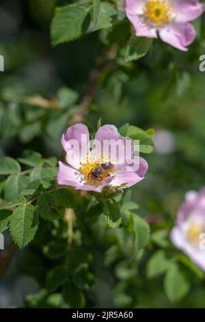 Un colpo verticale di ape sorseggiando nettare da fiore rosa Foto Stock