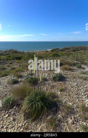 Xanthorrea Australis albero di erba Blackboy che cresce sulla costa a Curtis Island Queensland Australia Foto Stock