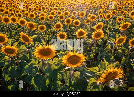 Balatonfuzfo, Ungheria - veduta aerea di un bellissimo campo di girasole dai colori caldi al tramonto vicino al lago Balaton in estate. Backgro agricolo Foto Stock