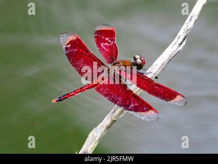 Una libellula Grasshawk rossa (Neurothemis fluttuans) arroccata su un bastone. Halmahera, Indonesia. Foto Stock