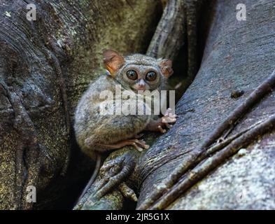 Un piccolo primate Spectral Tarsier (spettro di Tarsius) seduto su un tronco di albero nel selvaggio. Parco Nazionale di Tangkoko, Sulawesi, Indonesia. Foto Stock