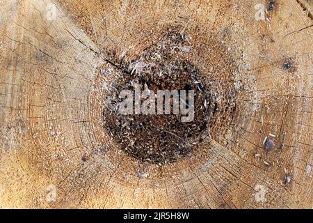 Accedi sezione close up, legno vecchi anelli Foto Stock