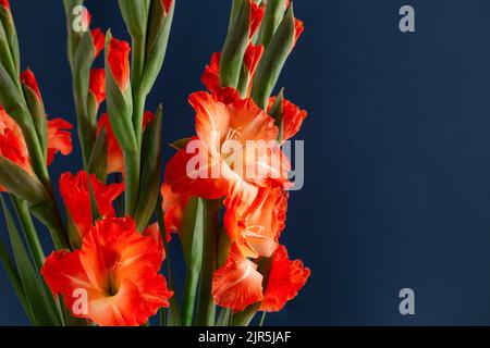 Primo piano di un elegante bouquet di gladioli di corallo isolati su sfondo blu scuro con spazio vuoto. Festa, compleanno, biglietto di auguri per il ritorno a scuola. Foto Stock