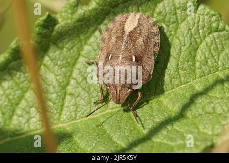 Primo piano dettagliato sul bug europeo della tartaruga, Eurygaster testudinaria, seduto su una foglia verde Foto Stock