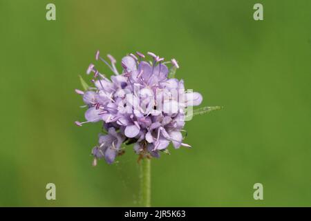 Primo piano sul coloratissimo fiore blu del diavolo, Succisa pratensis su sfondo verde Foto Stock