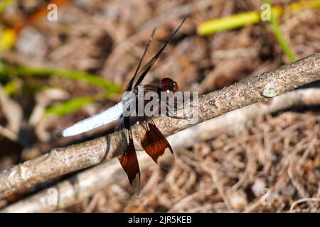 Maschio comune Whitetail Dragonfly, Plathemis lydia, arroccato su un bastone Foto Stock