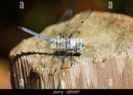 Gran Blue Skimmer Dragonfly, Libellula vibrans, seduto su un palo di recinzione Foto Stock