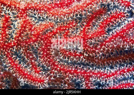 Polipi di corno rosso (Gorgonacea), Borneo, Malesia, Oceano Indo-Pacifico, Asia Foto Stock