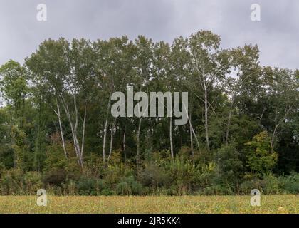 Un boschetto di pioppi europei, alti alberi argentati, all'inizio dell'autunno in una giornata nuvolosa Foto Stock