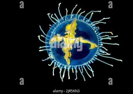 Meduse aggrappate (Gonionemus vertens, sinonimo, Gonionemus murbachii), Norvegia, Oceano Atlantico settentrionale Foto Stock