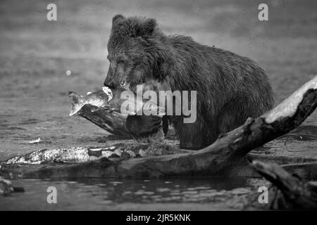 Un primo piano in scala di grigi di un piccolo orso bruno che mangia un pesce in un fiume con tronchi e rami Foto Stock