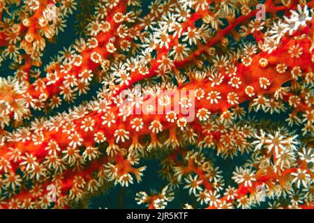 Polipi di corallo di corallo rosso (Euplexaura sp.), famiglia Plexauridae, Wakatobi, Indonesia, Asia Foto Stock
