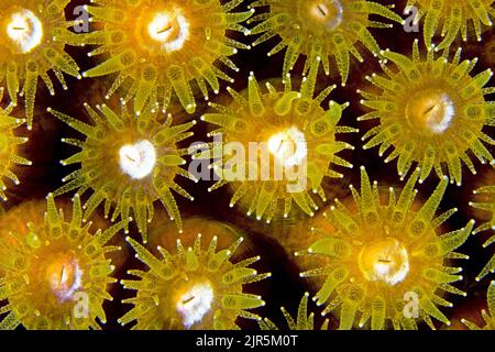 Corallo stella grande (Montastraea cavernosa), particolare di polipi aperti di notte, Bonaire, Antille Olandesi, Caraibi Foto Stock
