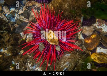 Orchina del Mar Rosso, Mesocentrotus franciscanus, ha attaccato rocce e conchiglie a se stesso per la protezione a Tongue Point nella Salt Creek Recreation Area lungo il Foto Stock